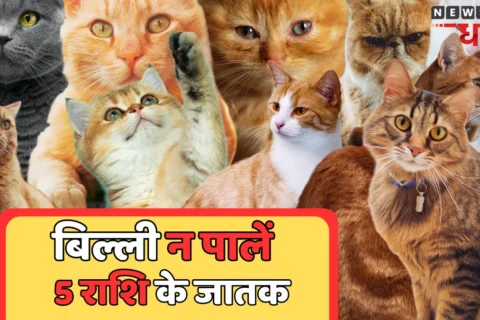 Astro Rules Tips for Pet Cat