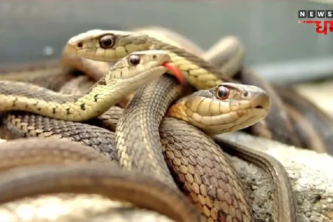 Snake in Dream