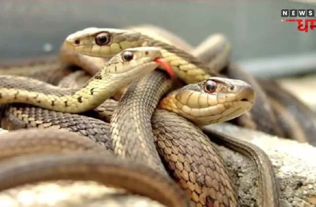 Snake in Dream