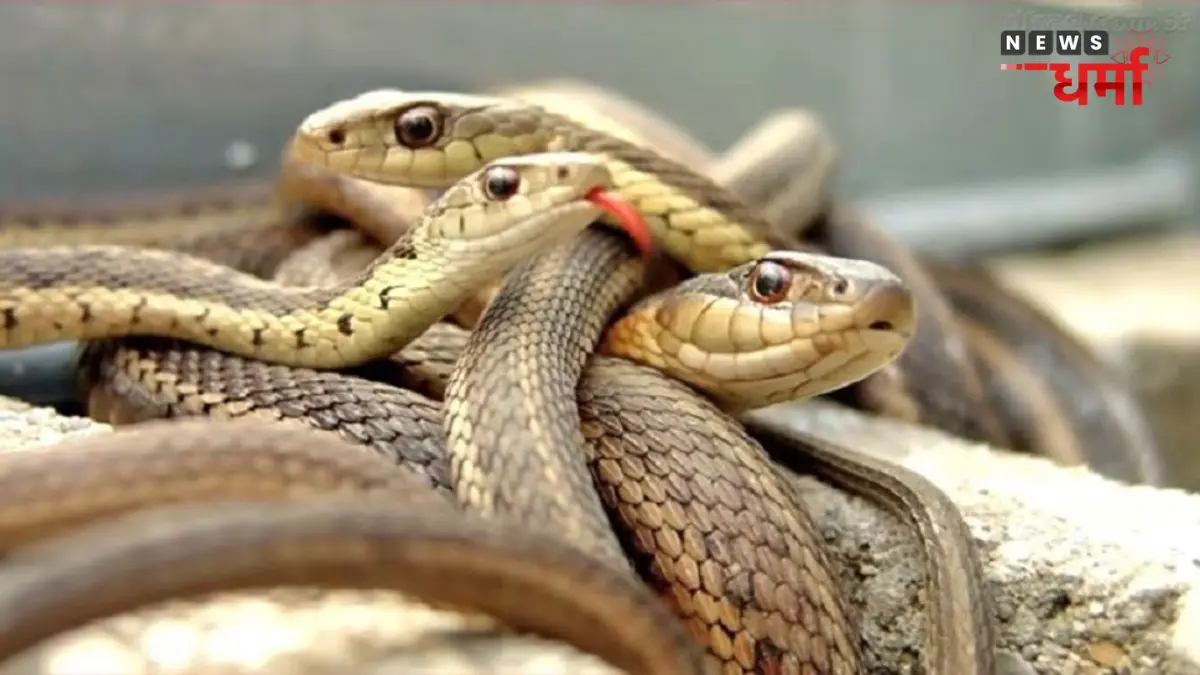 Snake in Dream